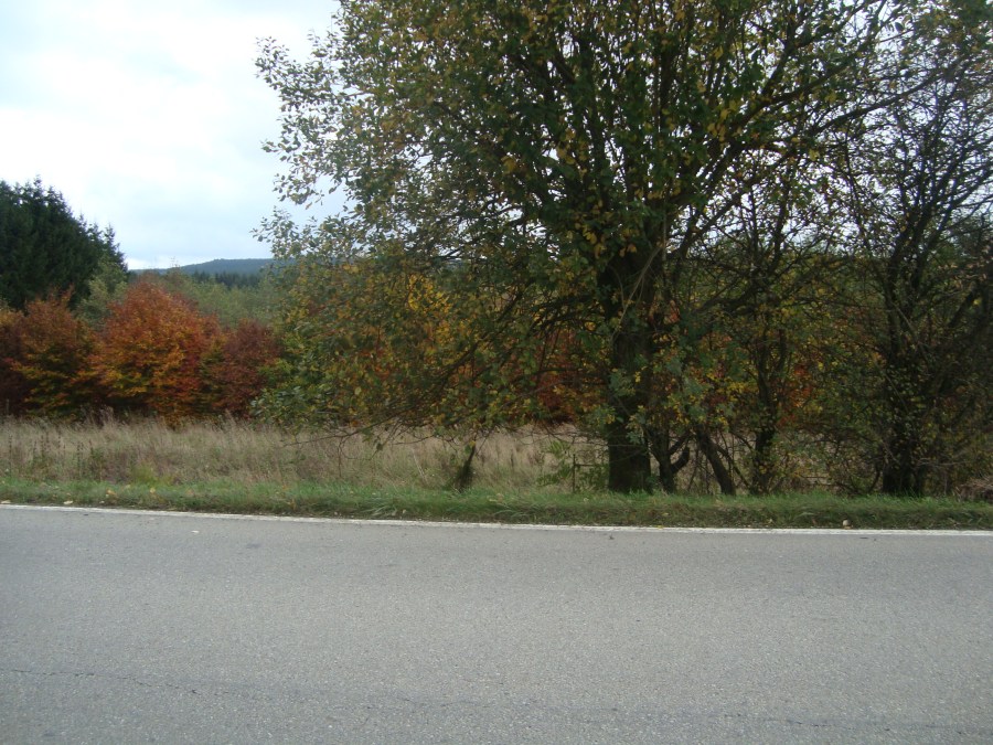 emboscada Poteau Ardenas 1944 WWII militarialagleize1944