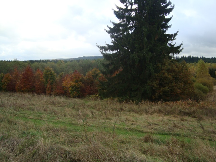 emboscada Poteau Ardenas 1944 WWII militarialagleize1944